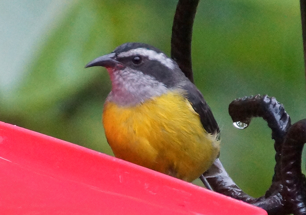 A Coereba flaveola on a bird feeder