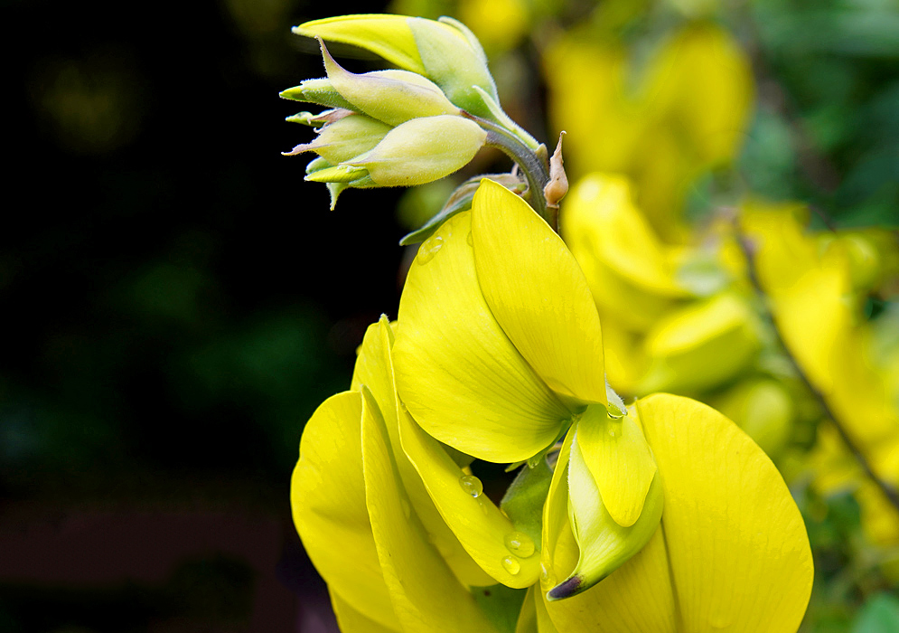 A yellow Crotalaria agatiflora flower covered in raindrops