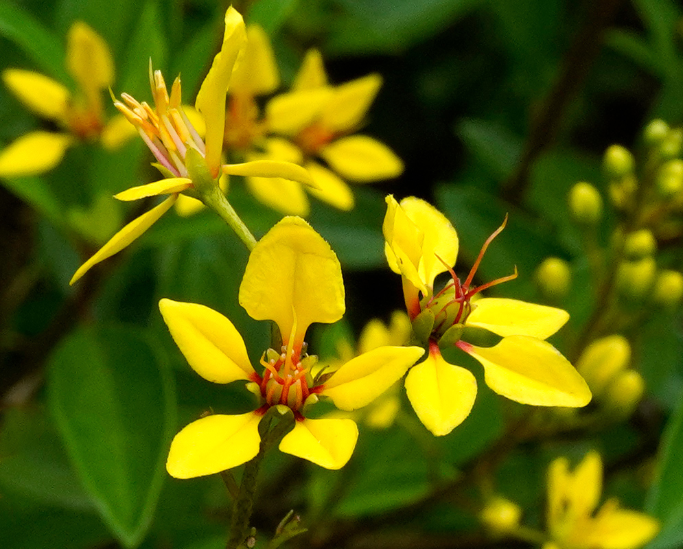Yellow Flowers Galphimia gracilis A tight cluster of Galphimia gracilis flowers displaying yellow petals with central red filaments, contrasted against deep green leaves