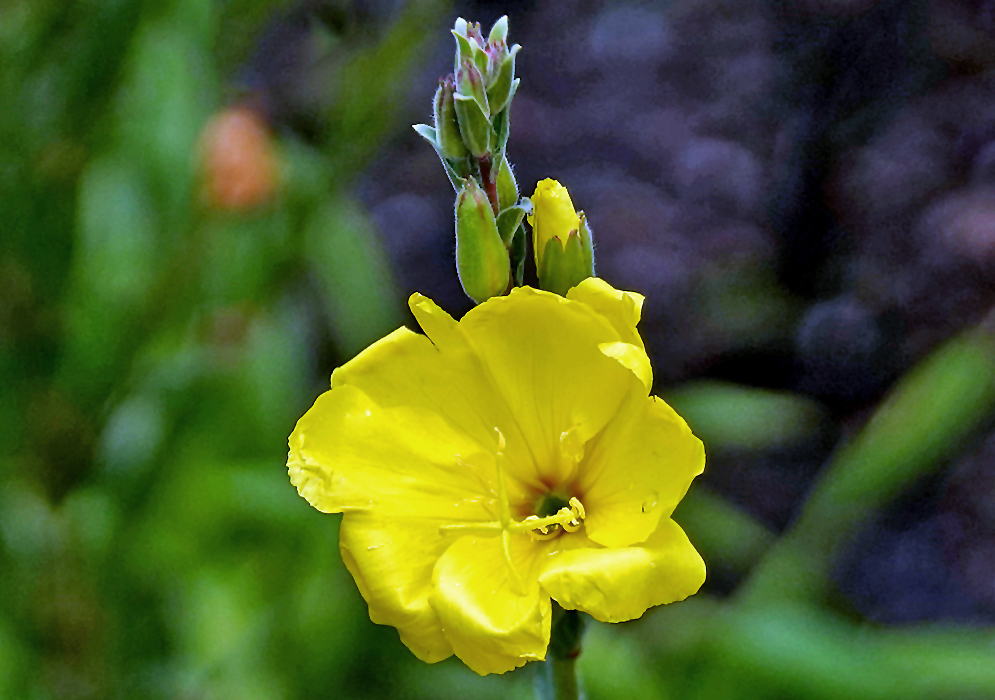 A Yellow Oenothera biennis flower with a dash of red in the center