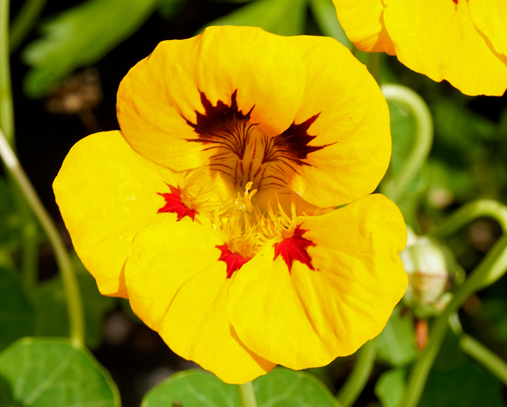 Yellow Tropaeolum majus flower featuring deep maroon blotches and fine veining near the center, surrounded by vibrant green foliage