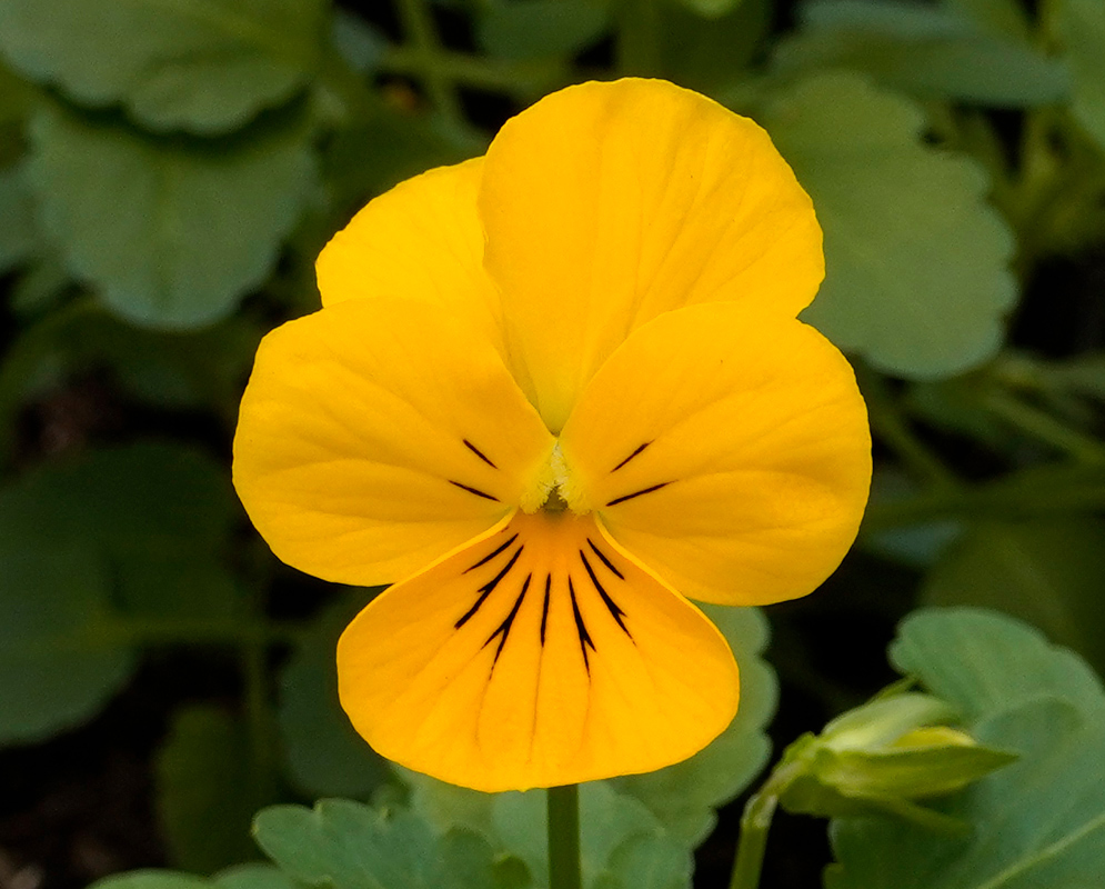 A bright yellow Viola tricolor flower with delicate black lines near the center, standing out against a dark green leafy background