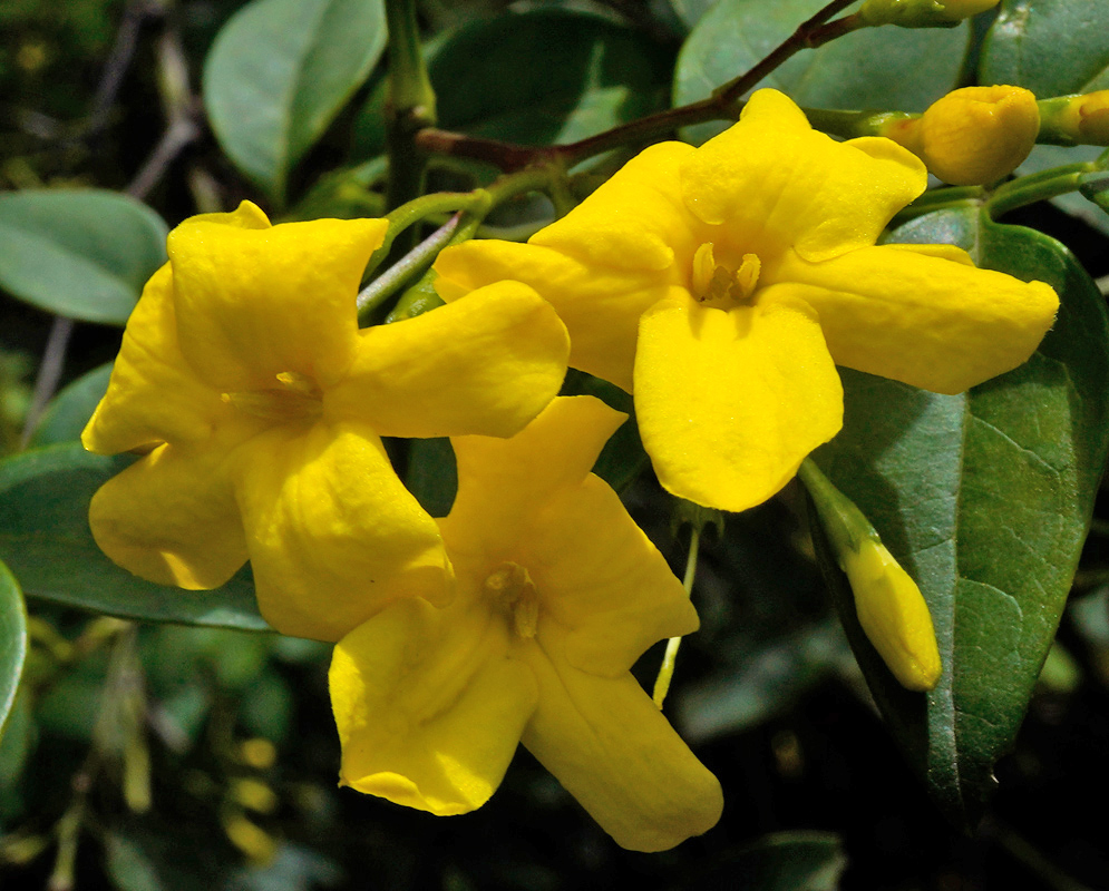 Chrysojasminum Odoratissimum Yellow Flowers Close-up of three vivid yellow flowers of chrysojasminum odoratissimum showing a tubular structure and five rounded lobes against glossy dark green foliage