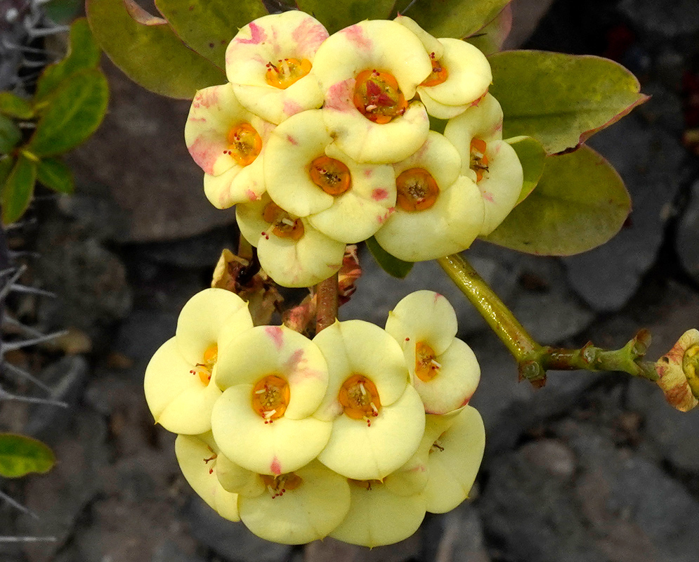 A cluster of Euphorbia millii bracts in pale yellow with orange centers and faint pink markings, growing on a woody stem with green leaves in a rocky environment