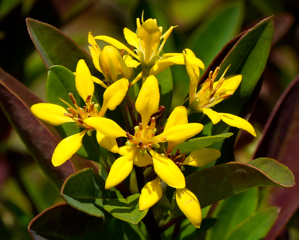 Yellow Flower Galphimia gracilis Vivid yellow Galphimia gracilis flowers with red stamens and multiple petals emerging from green buds surrounded by foliage
