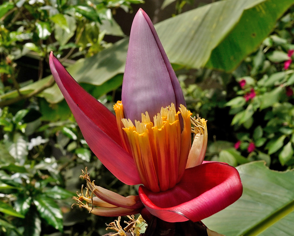 A vibrant inflorescence of Musa velutina with multiple yellow flowers and reddish-pink bracts surrounding a central purple bud, growing among large green leaves