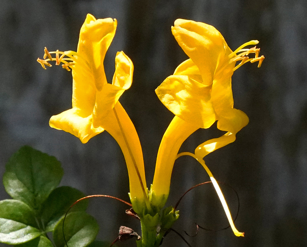 Two yellow Tecoma capensis flowers with curved petals and protruding stamens standing against a dark blurred backdrop