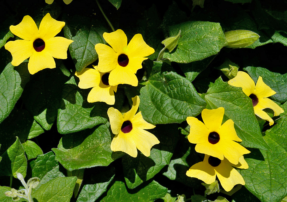 A dense cluster of yellow Thunbergia alata flowers with black centers growing among heart-shaped green leaves