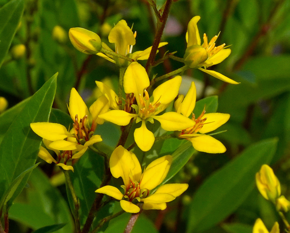 Yellow Galphimia gracilis Flowers Galphimia gracilis flowers showing intricate yellow petals and reddish stamens at the center, framed by healthy green leaves