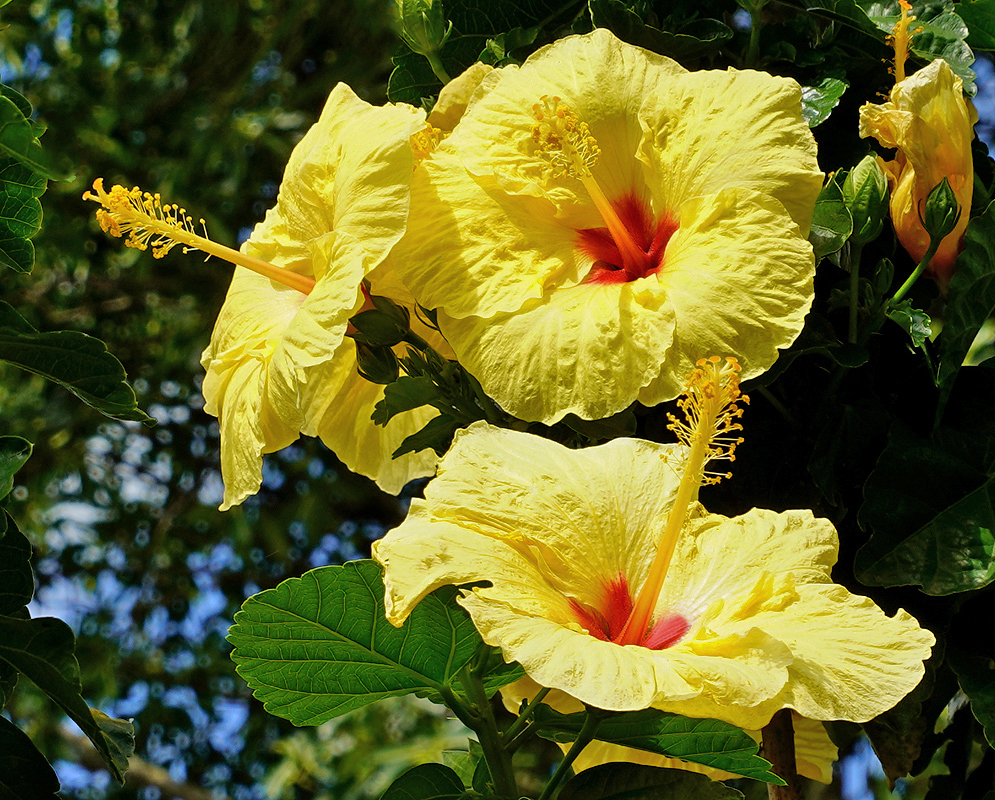 Three bright yellow Hibiscus rosa sinensis flowers in sunlight