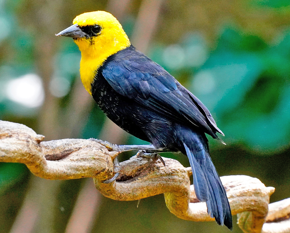 Chrysomus icterocephalus Black and Yellow A Chrysomus icterocephalus with a bright yellow head and throat and black lores and body