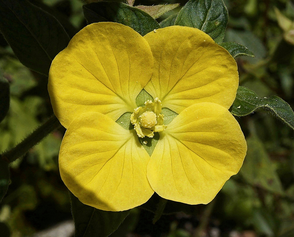 Ludwigia peruviana Yellow Flower Open yellow Ludwigia peruviana flower with four broad petals surrounding a dense cluster of yellow stamens