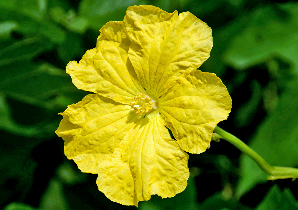 A bright yellow Luffa aegyptiaca flower in sunlight