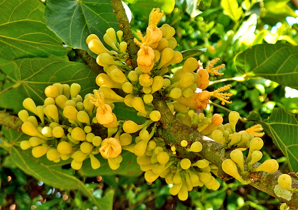 Clusters of Matisia cordata flower and flower buds