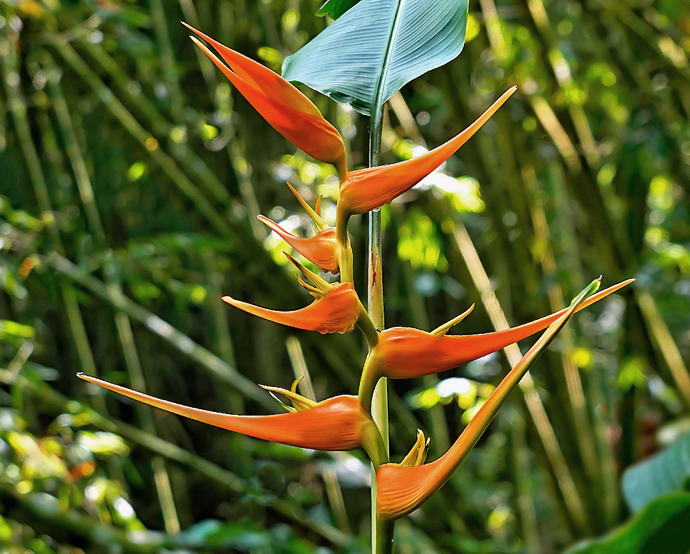 Orange Heliconia latispatha flower spike with raindrops