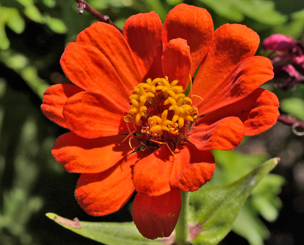 Dark orange and yellow Zinnia elegans flower