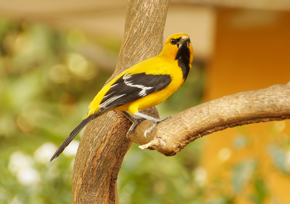 Yellow Oriole on a branch