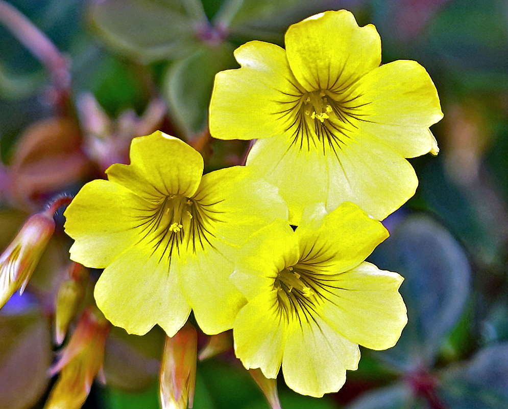 Three Oxalis spiralis flowers with brown stripped centers