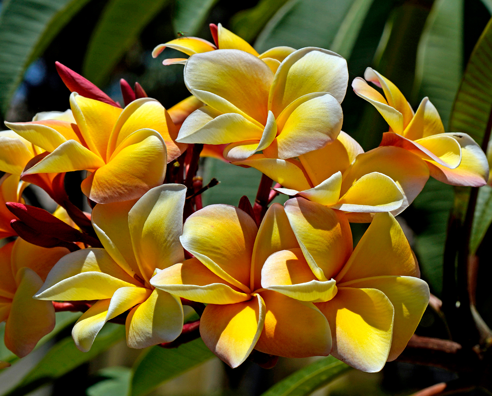 A yellow Plumeria rubra flower with white edges in dabbled sunlight