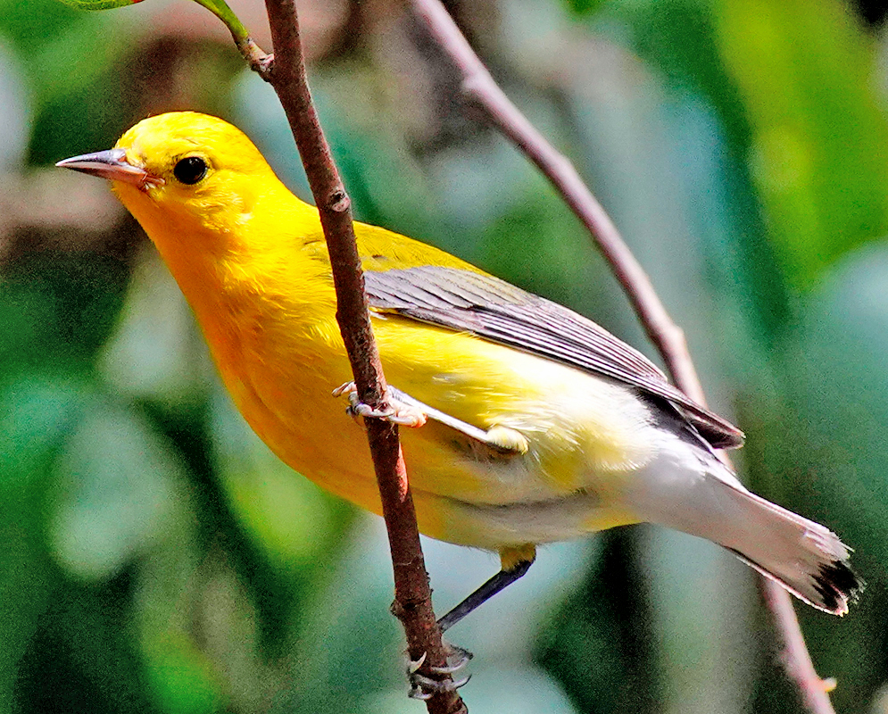 A yellow Prothonotary Warbler perched on a thin branch, displaying its bright plumage and alert posture 