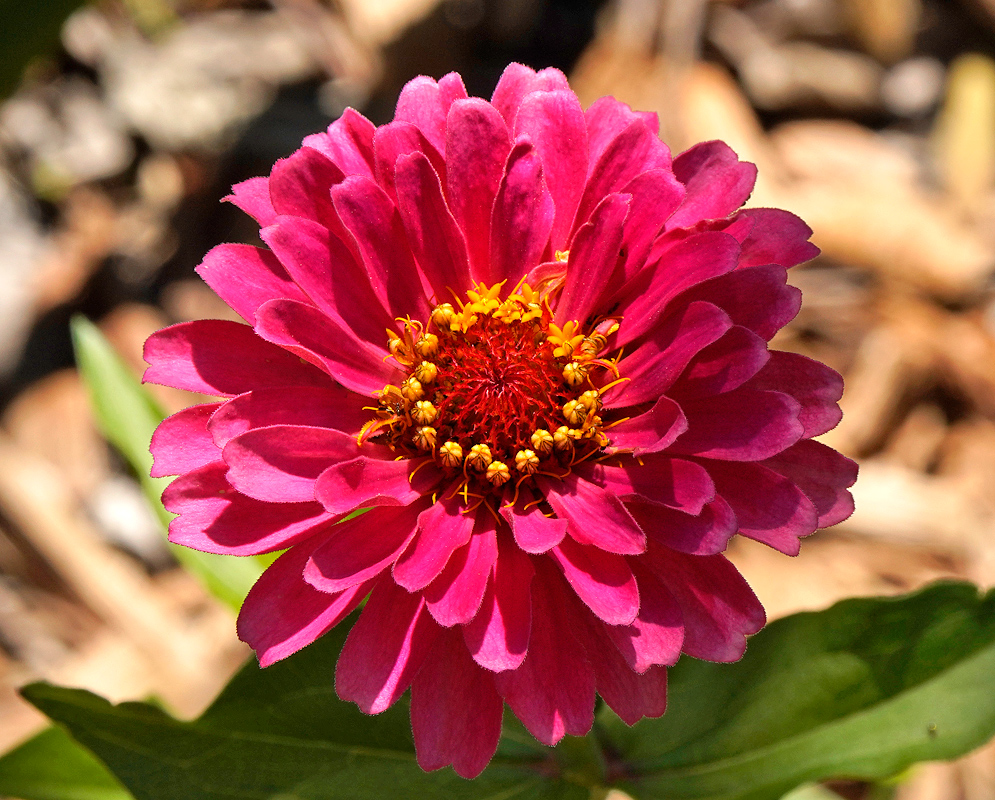 Purple Zinnia flower in sun and shade