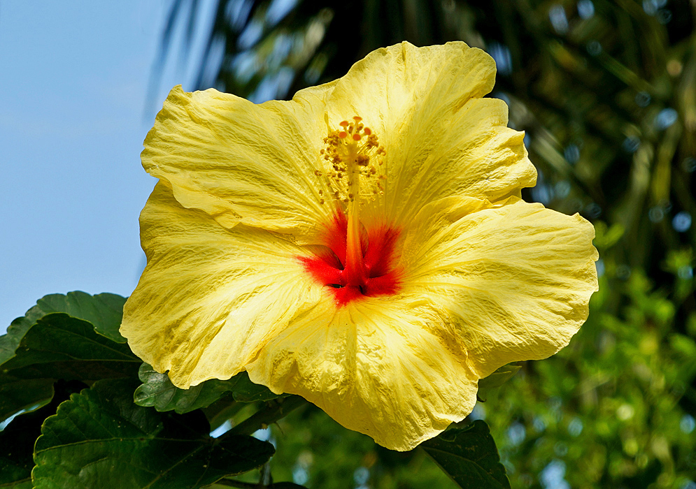 A yellow Hibiscus rosa sinensis flower with a red center facing upwards under blue sky