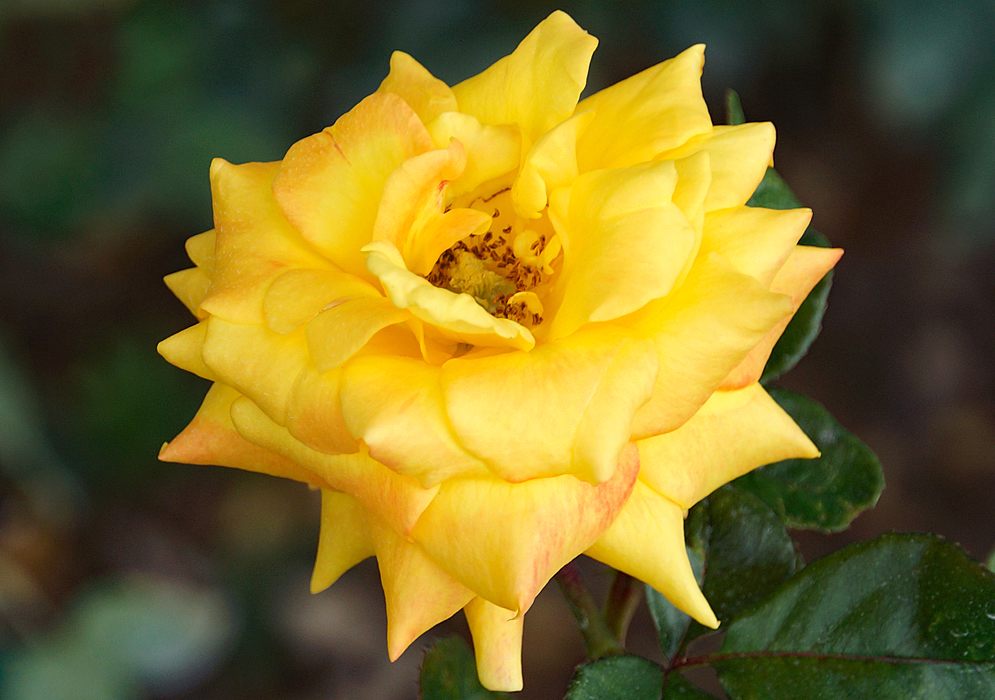Bright yellow rosa flower with brown anthers
