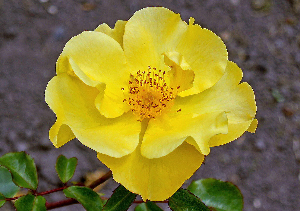 A yellow rose flower with brown anthers