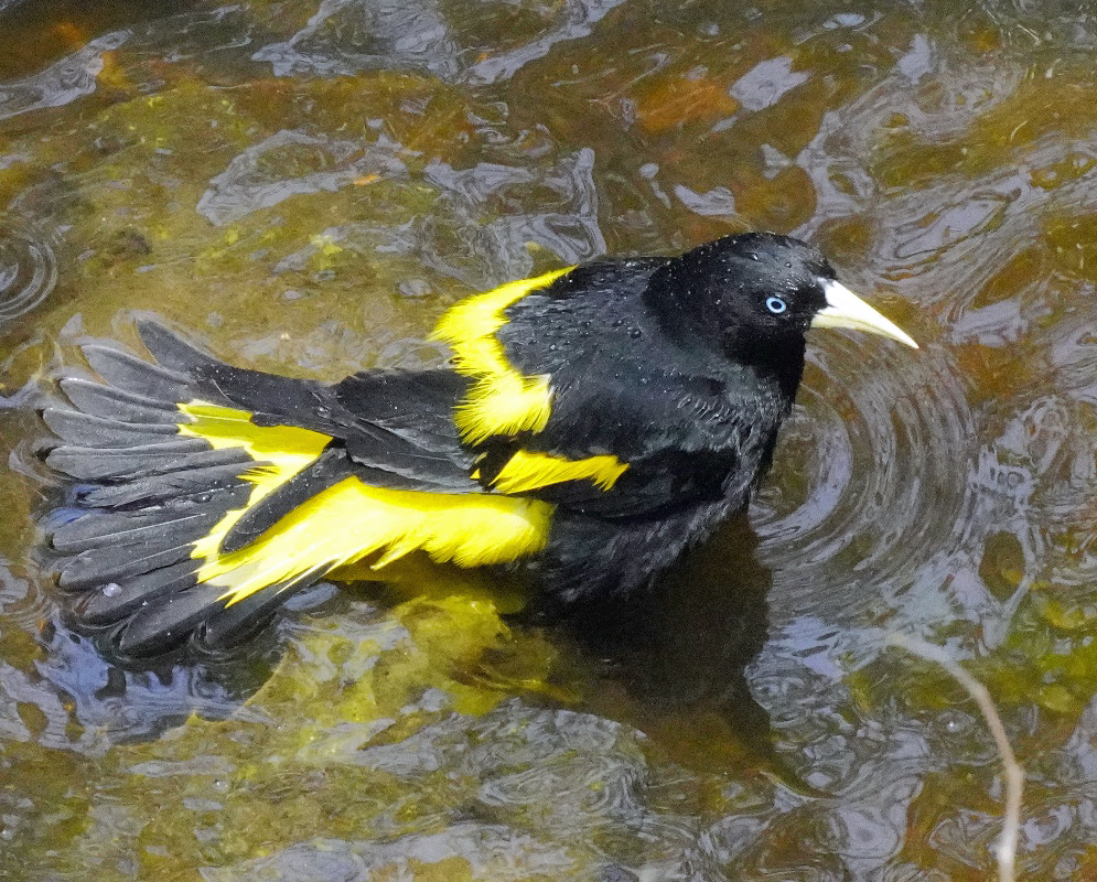 Cacicus cela Bathing A Cacicus cela bathing in water with its wet plumage and posture visible