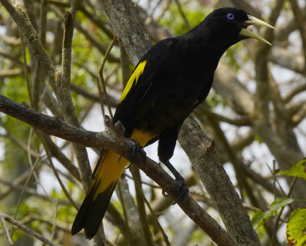 Cacicus cela Calling A Cacicus cela perched while calling with its open bill and plumage visible