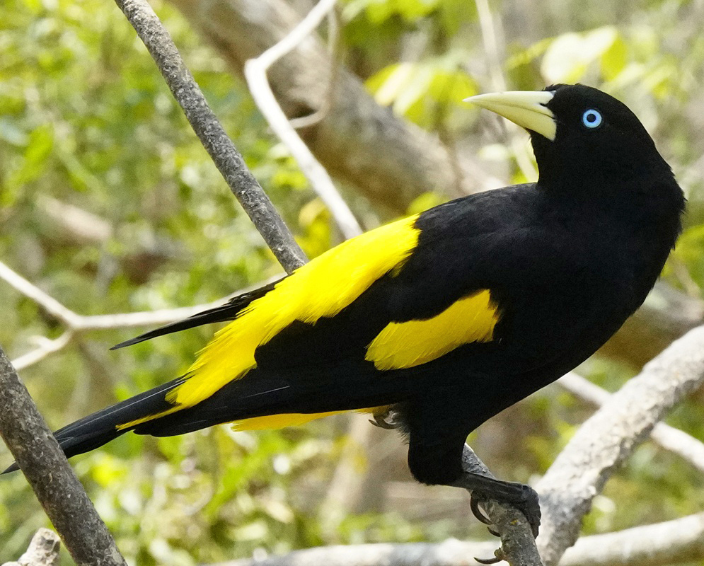 Cacicus cela Full Body Alternate A Cacicus cela shown in a full-body view with its plumage and body shape visible from a second distinct angle