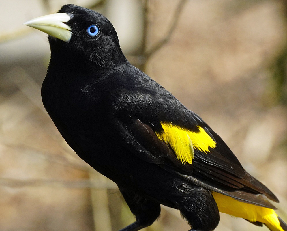 Cacicus cela Yellow Rumped Cacique A Cacicus cela shown as the yellow rumped cacique in a clear view with its characteristic plumage visible