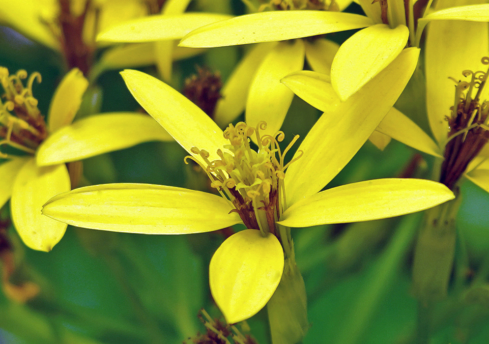 Yellow Senecio tamoides flower
