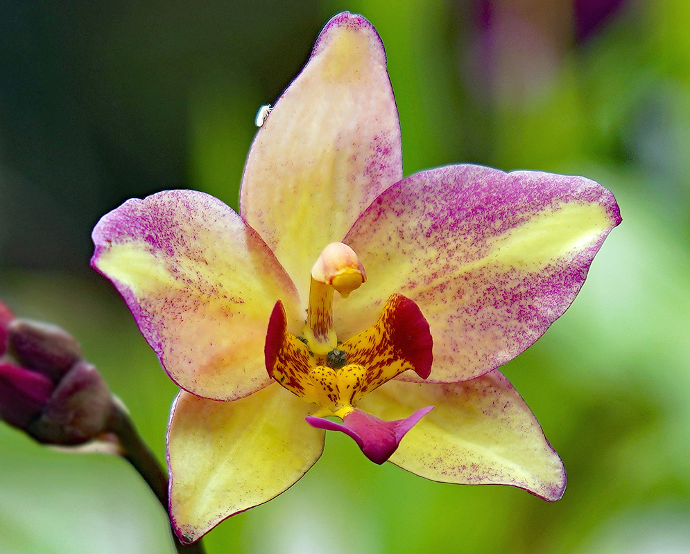Spathoglottis plicata Flower with yellow, purple and red colors
