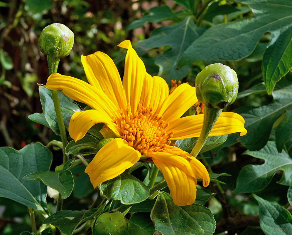 A vibrant yellow Tithonia diversifolia flower flanked by unopened buds and thick green leaves