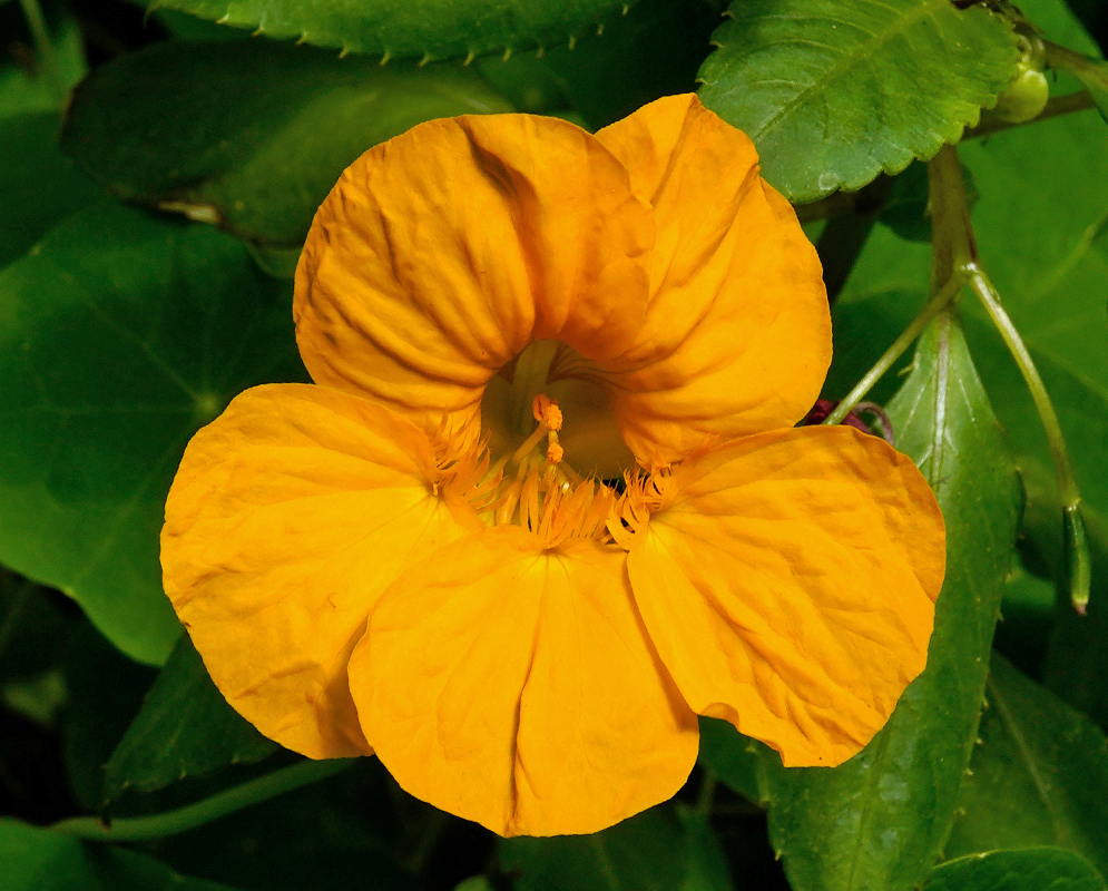 Vivid yellow Tropaeolum majus flower with crinkled petals and small central filaments, growing among lush green leaves