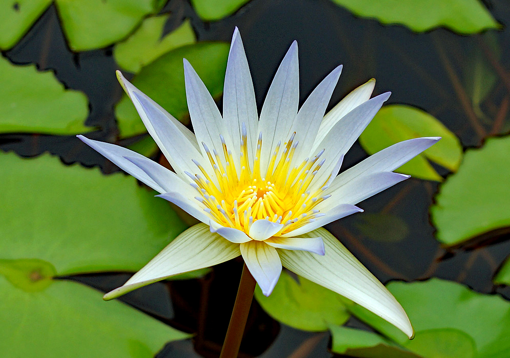 Purple-white Nymphaea elegans flower with yellow stamens with purple tips