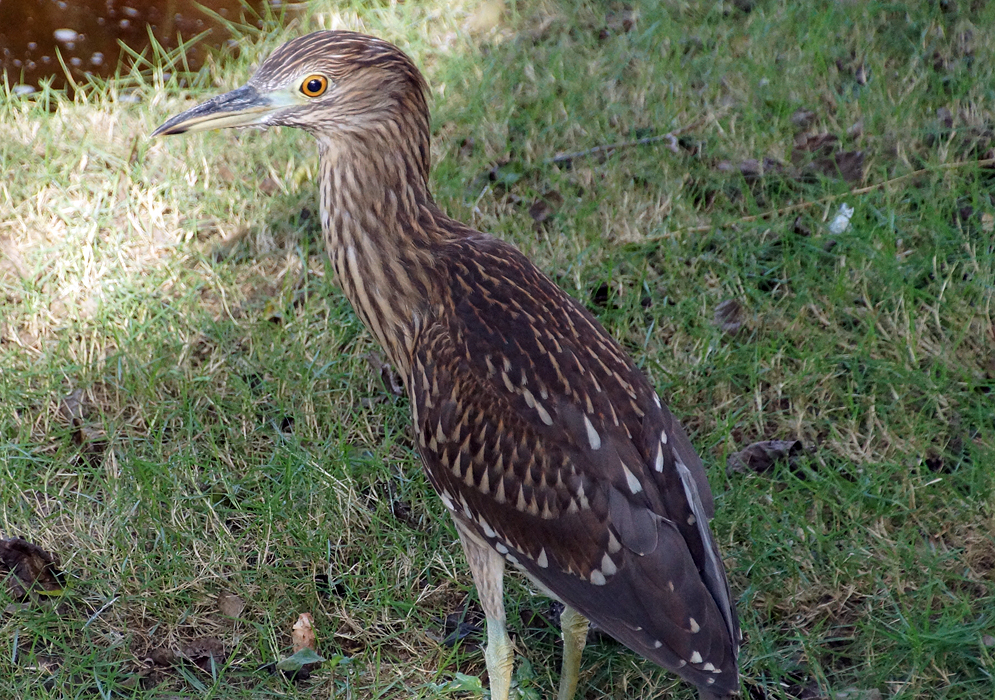 Nycticorax nycticorax young