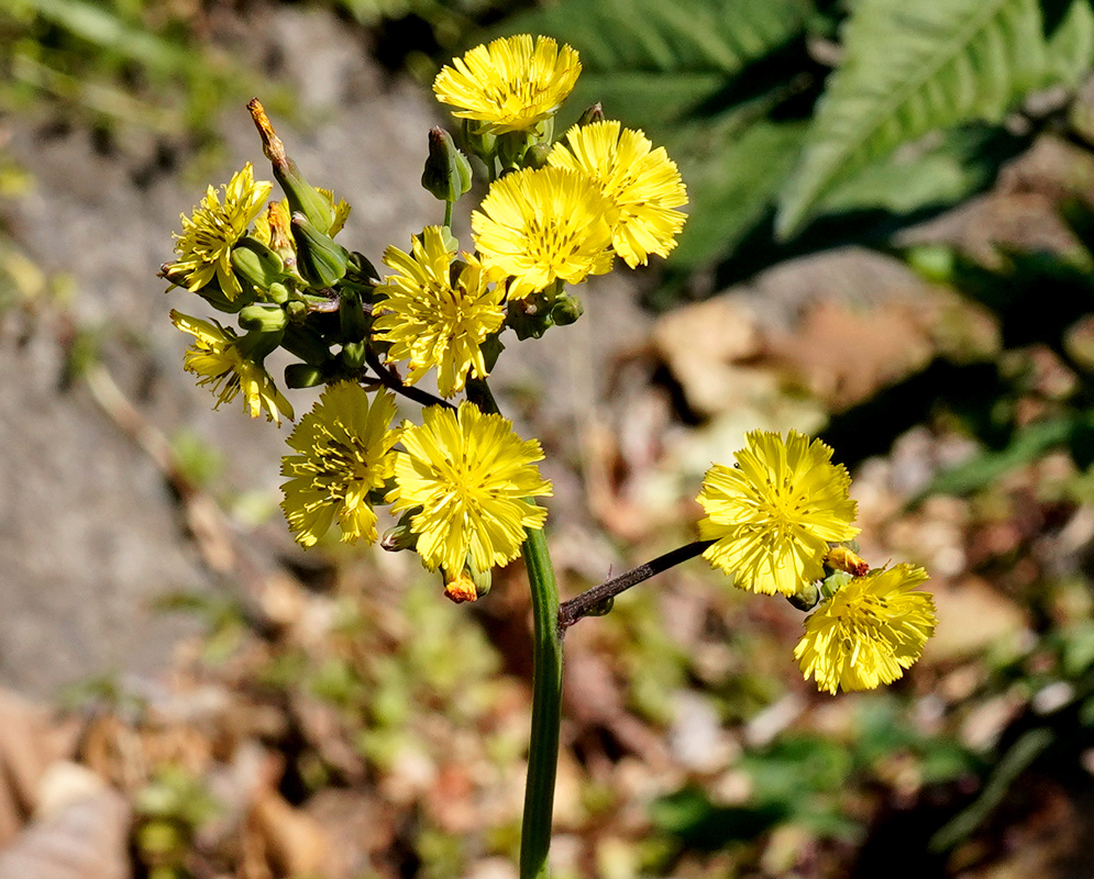 Youngia japonica Flowers Cluster of bright yellow Youngia japonica flowers with fringed petals blooming on a thin upright stem in a natural setting