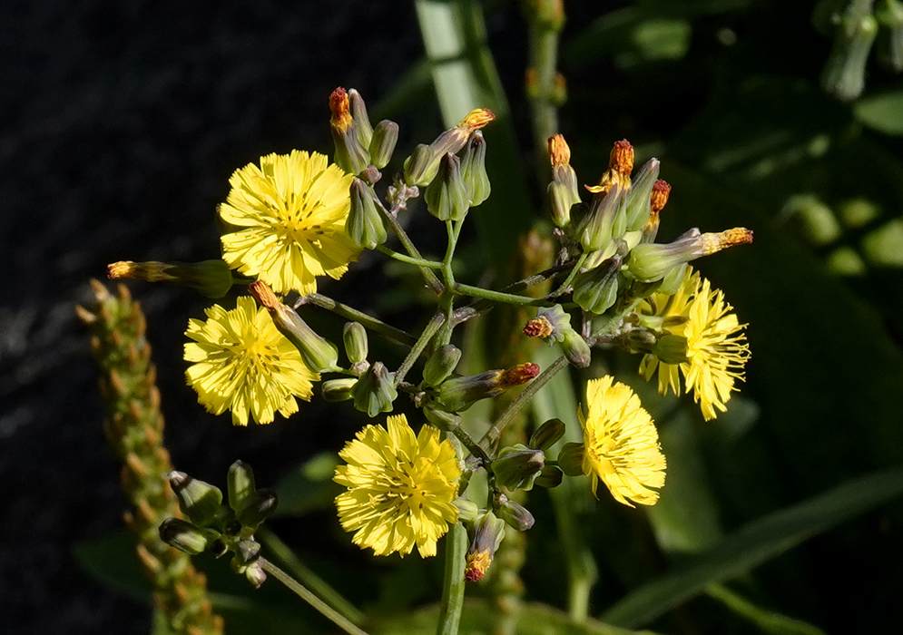 Youngia japonica bright yellow flower