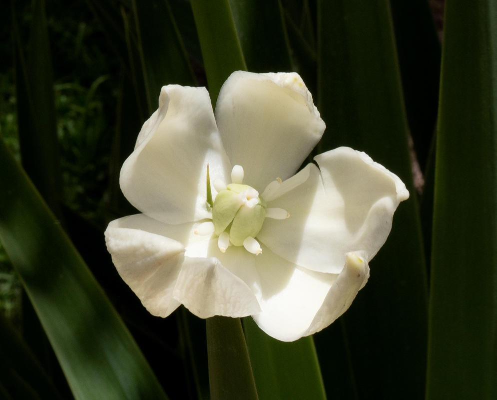 A new white Yucca gigantea flower in sunlight