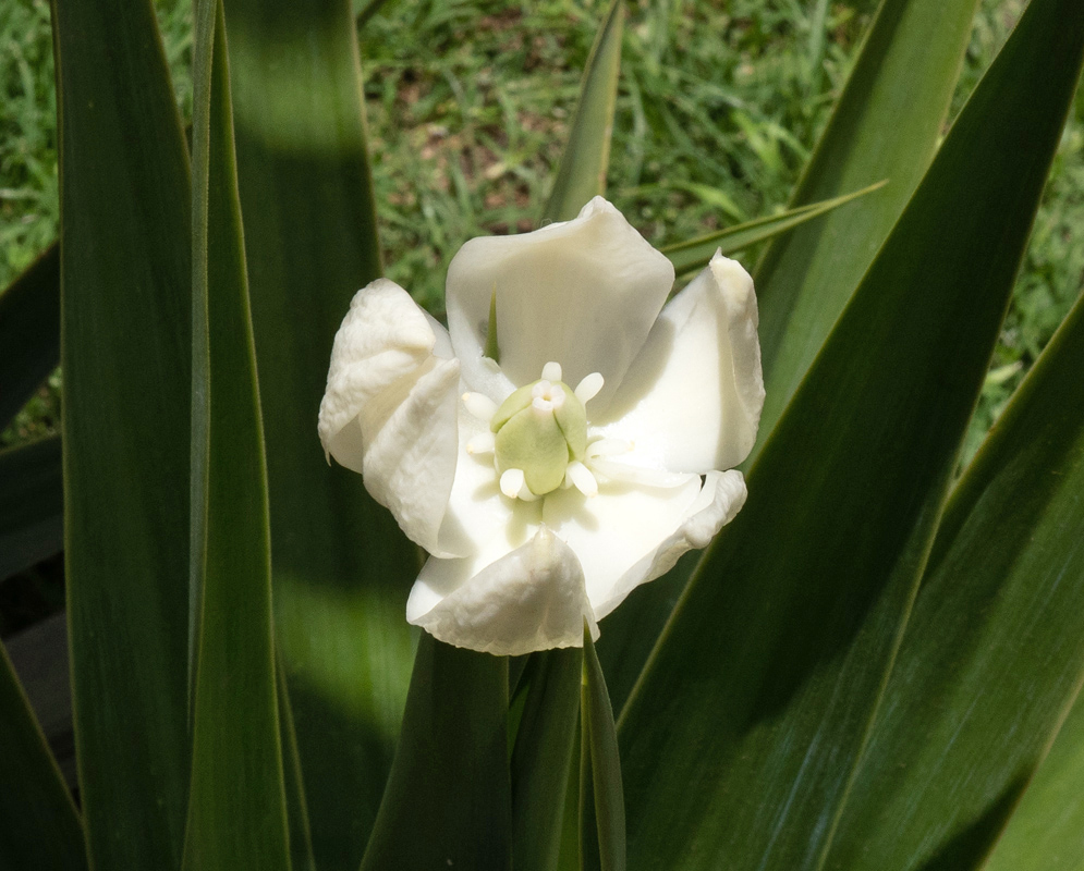 A white yucca gigantea flower emerging from tall, blade-like green leaves, with curled petals and a greenish-white central structure