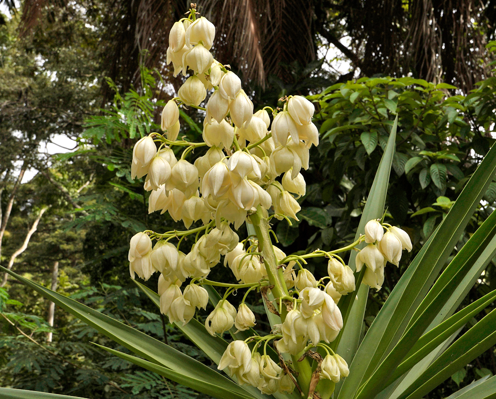 Yucca gigantea inflorescence with white flowers under blue skies
