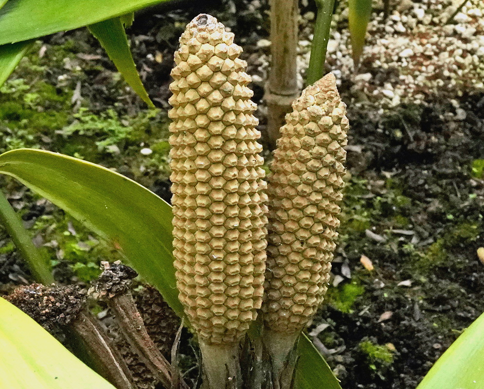 Zamia huilensis pair of upright pale scaled cones emerging beside a pinnate leaf