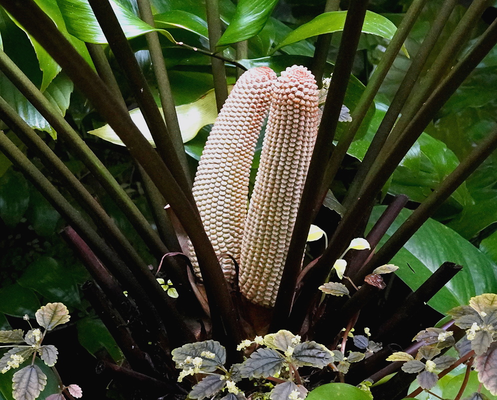 Zamia obliqua upright pale cylindrical cones beneath a crown of broad pinnate leaves