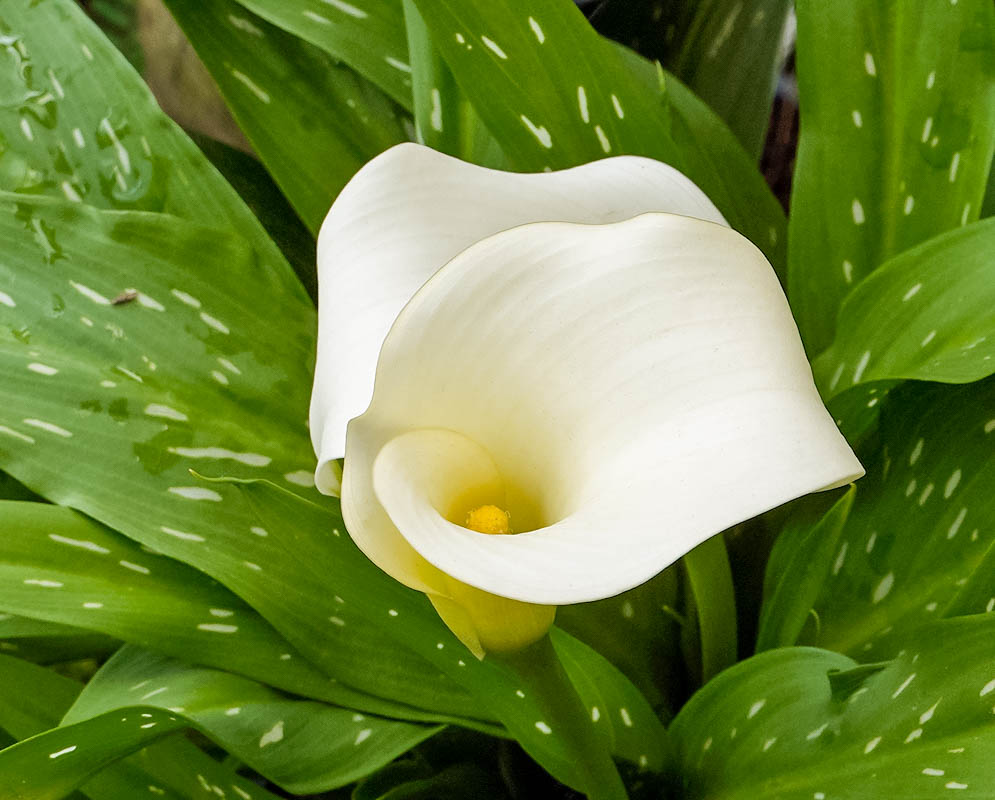 A white Zantedeschia albomaculata flower with a smooth, curled spathe surrounding a yellow spadix, set against spotted green foliage.