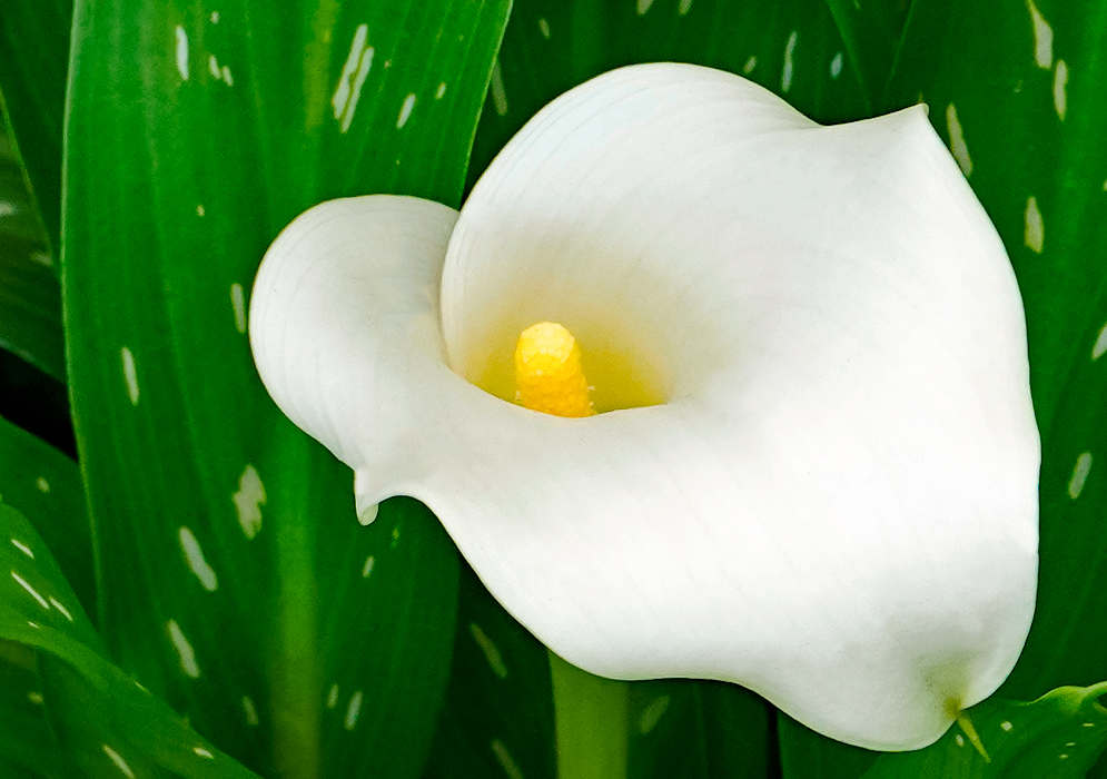  A white Zantedeschia albomaculata flower with a smooth, curved spathe and a bright yellow spadix, set against dark green, spotted leaves.