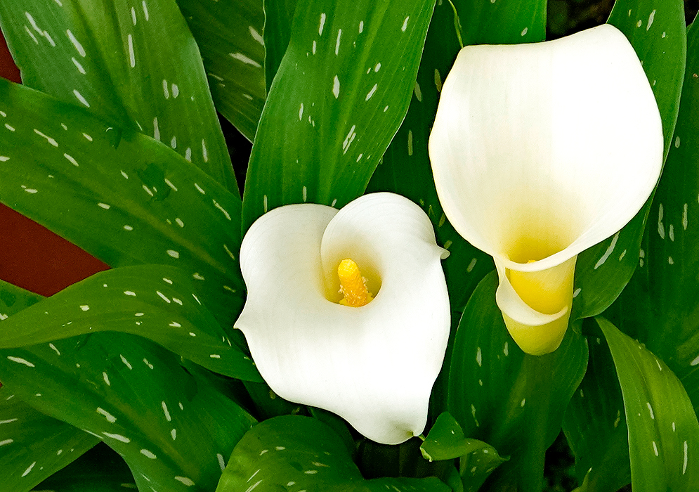 Two white Zantedeschia albomaculata flowers with spathes and bright yellow spadices, surrounded by dark green, spotted leaves.