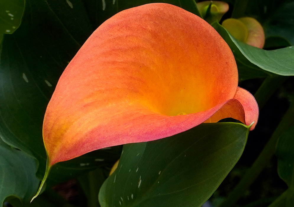 A Zantedeschia brunelllo funnel-shaped bloom in rich shades of orange with subtle gradients of pink near the edges, curving inward to reveal a warm yellow interior