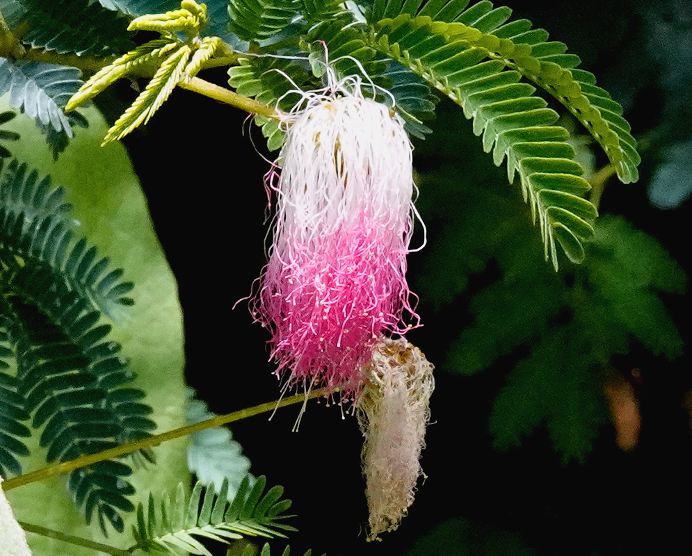 Zapoteca andina pendent powderpuff flower with long white and vivid pink stamens
